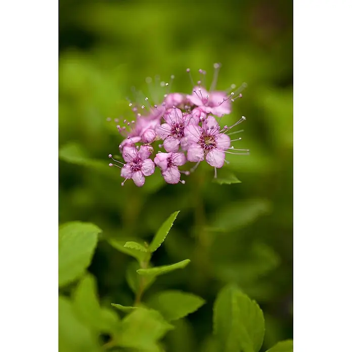 Pflanzen für dich Japanische Prachtspiere 20 - 30 cm - Spiraea japonica 'Little Princess', Aktuelle Wuchshöhe: 20 cm - 30 cm - Büschel kleiner rosa Blüten mit zarten Blütenblättern und langen, sichtbaren Staubfäden.