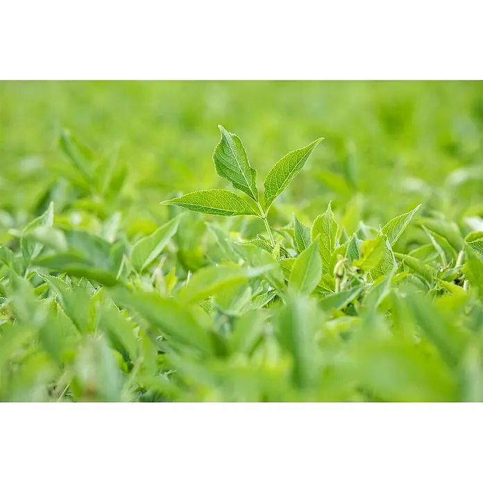 Pflanzen für dich Schwarzer Holunder 40-60 cm - Sambucus nigra 'Haschberg', Creme, Aktuelle Wuchshöhe: 40 cm - 60 cm - Kräftig grüner Pflanzenstängel mit drei markanten Blättern.