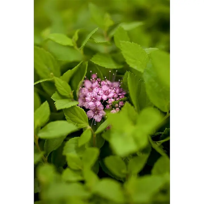 Pflanzen für dich Japanische Prachtspiere 20 - 30 cm - Spiraea japonica 'Little Princess', Aktuelle Wuchshöhe: 20 cm - 30 cm - Kleine rosa Blüten mit weißen Staubfäden, eingebettet in hellgrünes Laub.