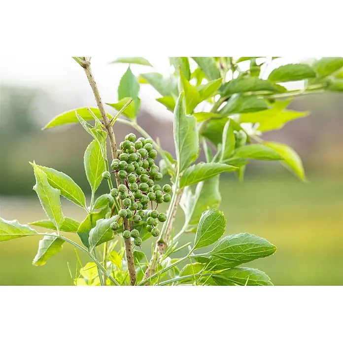 Pflanzen für dich Schwarzer Holunder 40-60 cm - Sambucus nigra 'Haschberg', Creme, Aktuelle Wuchshöhe: 40 cm - 60 cm - Traube kleiner, runder, grüner Beeren an einem belaubten Pflanzenstamm.