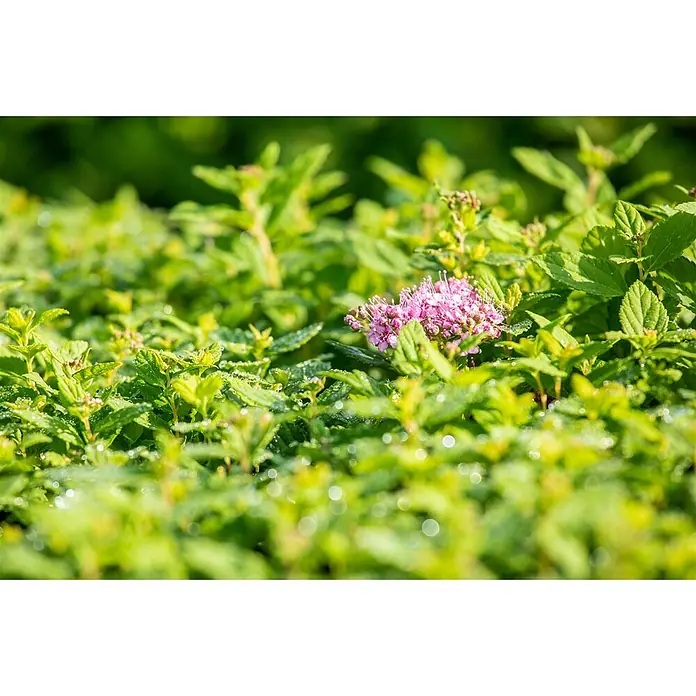 Pflanzen für dich Japanische Prachtspiere 20 - 30 cm - Spiraea japonica 'Little Princess', Aktuelle Wuchshöhe: 20 cm - 30 cm - Gruppe kleiner rosa Blüten inmitten leuchtend grüner Blätter, viele mit glitzernden Wassertropfen bedeckt.