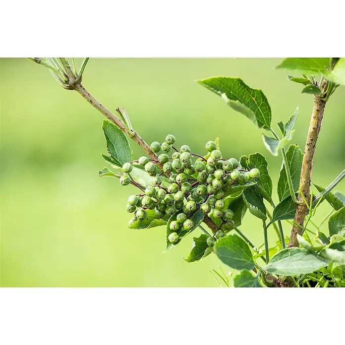 Pflanzen für dich Schwarzer Holunder 40-60 cm - Sambucus nigra 'Haschberg', Creme, Aktuelle Wuchshöhe: 40 cm - 60 cm - Bündel kleiner, grüner, unreifer Beeren mit sternförmigen Markierungen an einem Ast.
