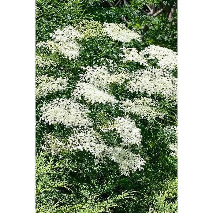 Pflanzen für dich Schwarzer Holunder 60-80 cm - Sambucus nigra 'Laciniata', Creme, Aktuelle Wuchshöhe: 60 cm - 80 cm - Üppiger grüner Strauch mit zahlreichen weißen, flachen Blütenständen und grünen Knospen.