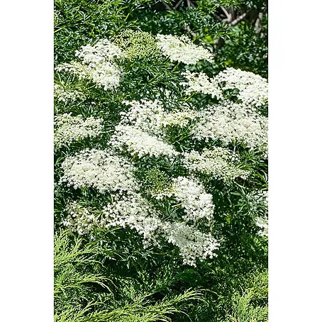 Pflanzen für dich  Schwarzer Holunder 60-80 cm