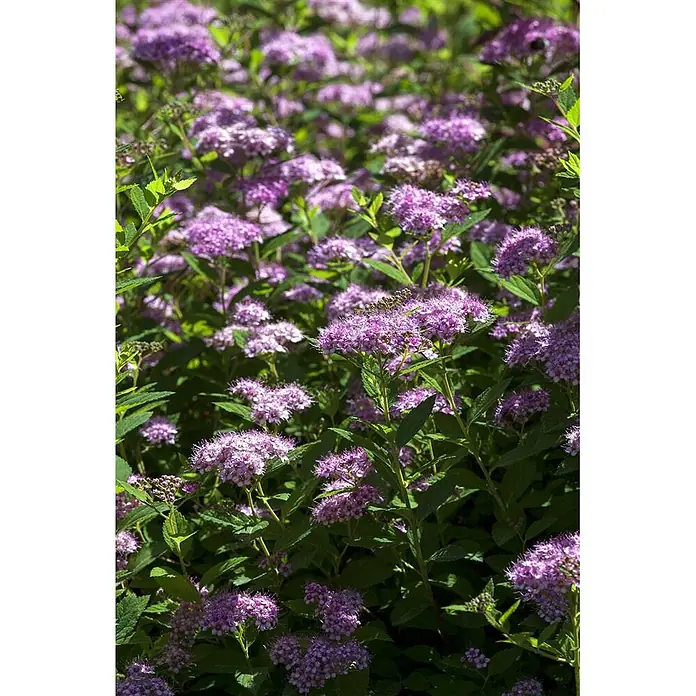 Pflanzen für dich Japanische Prachtspiere 20 - 30 cm - Spiraea japonica 'Little Princess', Aktuelle Wuchshöhe: 20 cm - 30 cm - Dichtes Beet violetter Blumen mit grünen Blättern im hellen Sonnenlicht.