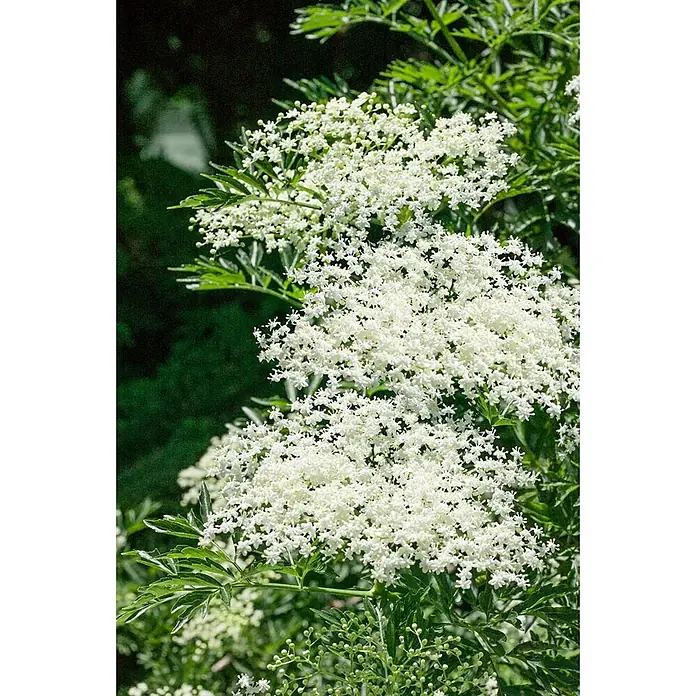 Pflanzen für dich Schwarzer Holunder 60-80 cm - Sambucus nigra 'Laciniata', Creme, Aktuelle Wuchshöhe: 60 cm - 80 cm - Flache Dolden kleiner weißer Blüten an einer Pflanze mit grünen Blättern.