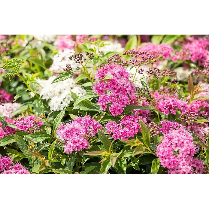 Pflanzen für dich Japanische Prachtspiere 20 - 30 cm - Spiraea japonica 'Little Princess', Aktuelle Wuchshöhe: 20 cm - 30 cm - Lebhafte rosa und weiße Spierblüten in voller Blüte mit ihren dicht gedrängten Blüten und grünem Laub.