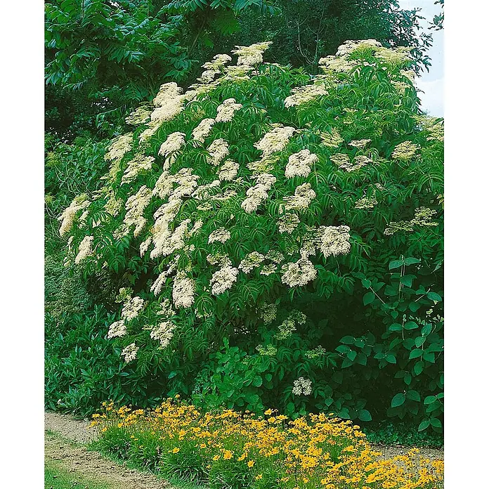 Pflanzen für dich Schwarzer Holunder 60-80 cm - Sambucus nigra 'Laciniata', Creme, Aktuelle Wuchshöhe: 60 cm - 80 cm - Großer Strauch mit üppigen weißen Blüten in einem Garten, davor ein Beet mit leuchtend gelben Blumen.