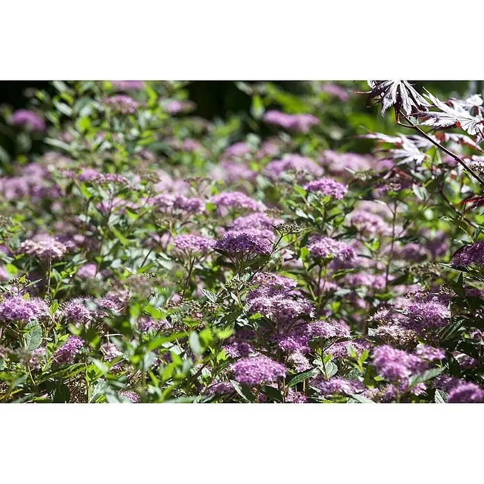 Pflanzen für dich Japanische Prachtspiere 20 - 30 cm - Spiraea japonica 'Little Princess', Aktuelle Wuchshöhe: 20 cm - 30 cm - Dichtes Feld kleiner, leuchtend violetter Blüten mit hellgrünem Laub. Oben rechts sind einige dunklere Blätter sichtbar.