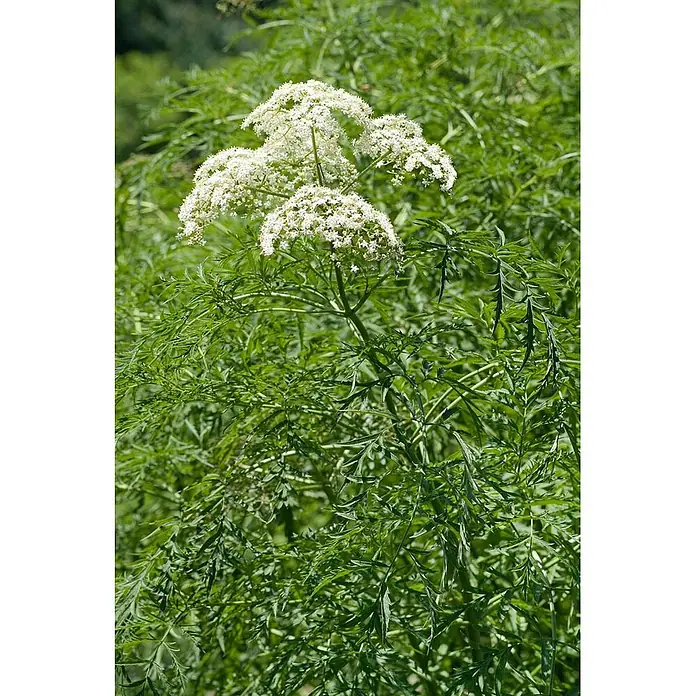 Pflanzen für dich Schwarzer Holunder 60-80 cm - Sambucus nigra 'Laciniata', Creme, Aktuelle Wuchshöhe: 60 cm - 80 cm - Weiße Doldenblüten auf einer Pflanze mit farnartigen grünen Blättern.