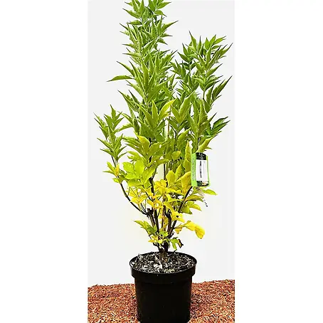 Pflanzen für dich  Schwarzer Holunder 60-80 cm
