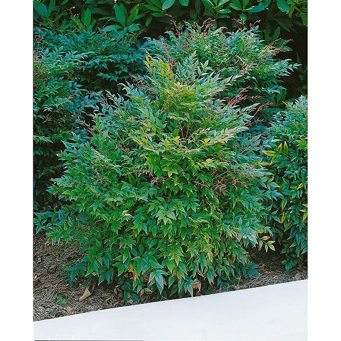Pflanzen für dich Himmelsbambus 40-50 cm - Nandina domestica 'Gulf Stream', Aktuelle Wuchshöhe: 40 cm - 50 cm - Üppiger grüner Zierstrauch mit zarten Blättern, teils gelb-rot gefärbt, in einer Gartenanlage.
