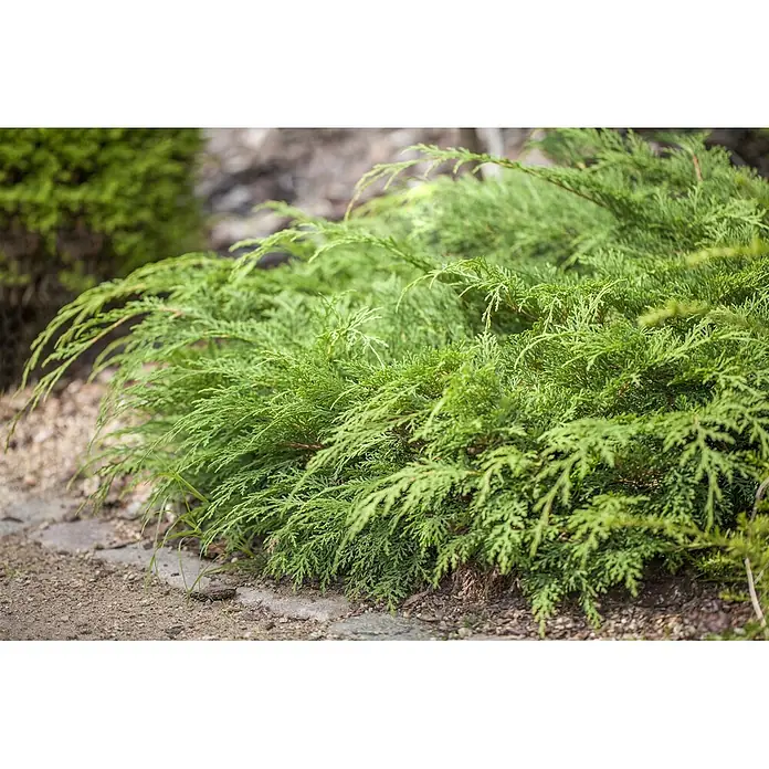 Pflanzen für dich Kriechwacholder 20-30 cm - Microbiota decussata - Üppiger grüner Kriechwacholder oder ähnliche Bodendeckerpflanze mit federartigem Laub neben einem Gartenweg.
