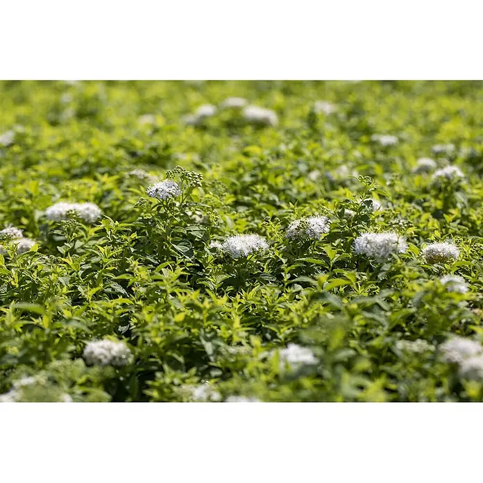 Pflanzen für dich Japanische Prachtspiere 15-20 cm - Spiraea japonica 'Albiflora', Aktuelle Wuchshöhe: 15 cm - 20 cm - Feld aus grünblättrigen Sträuchern mit Büscheln kleiner weißer Blüten.