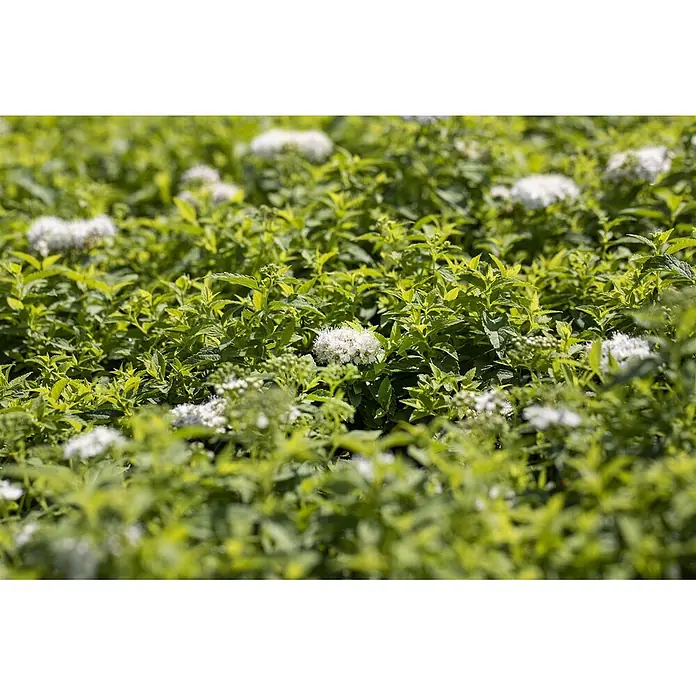 Pflanzen für dich Japanische Prachtspiere 15-20 cm - Spiraea japonica 'Albiflora', Aktuelle Wuchshöhe: 15 cm - 20 cm - Dichtes grünes Laub mit Büscheln kleiner weißer Blüten.
