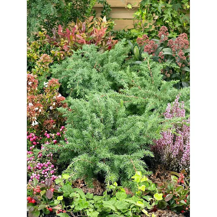 Pflanzen für dich Kriechwacholder 20-30 cm - Juniperus conferta 'Slager' - Lebendiges Gartenbeet mit einem markanten grünen Wacholder, farbiger Heide, roten Beeren und vielfältigen Blattpflanzen.