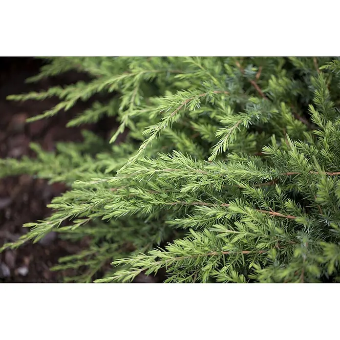 Pflanzen für dich Kriechwacholder 20-30 cm - Juniperus conferta 'Schlager' - Nahaufnahme von leuchtend grünem Wacholderlaub mit nadelartigen Blättern und rötlich-braunen Stielen.