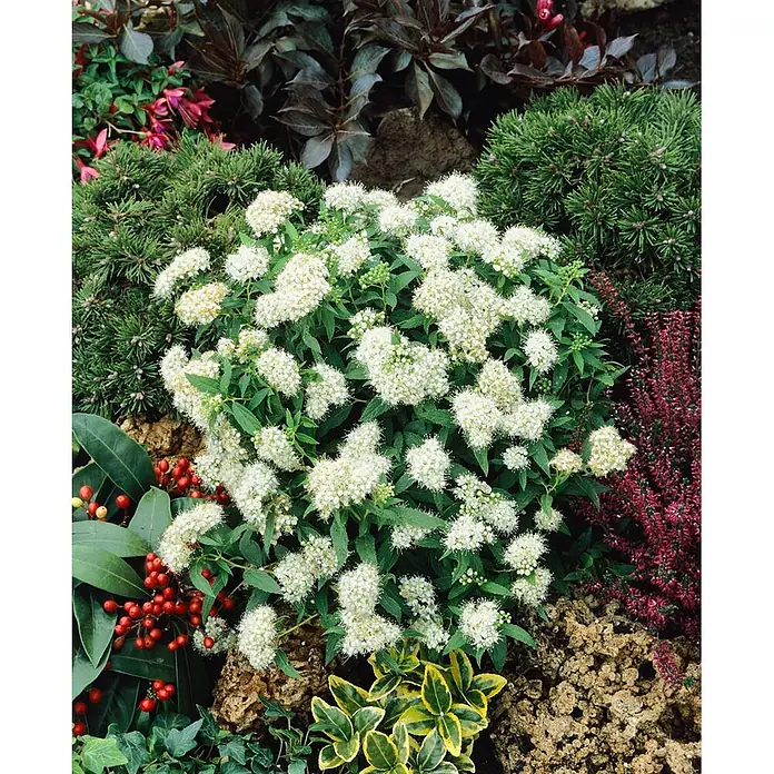 Pflanzen für dich Japanische Prachtspiere 15-20 cm - Spiraea japonica 'Albiflora', Aktuelle Wuchshöhe: 15 cm - 20 cm - Eine lebendige Gartenbepflanzung mit einer großen weiß blühenden Pflanze, umgeben von vielfältigem Grün, roten Beeren und dunklen Blättern.