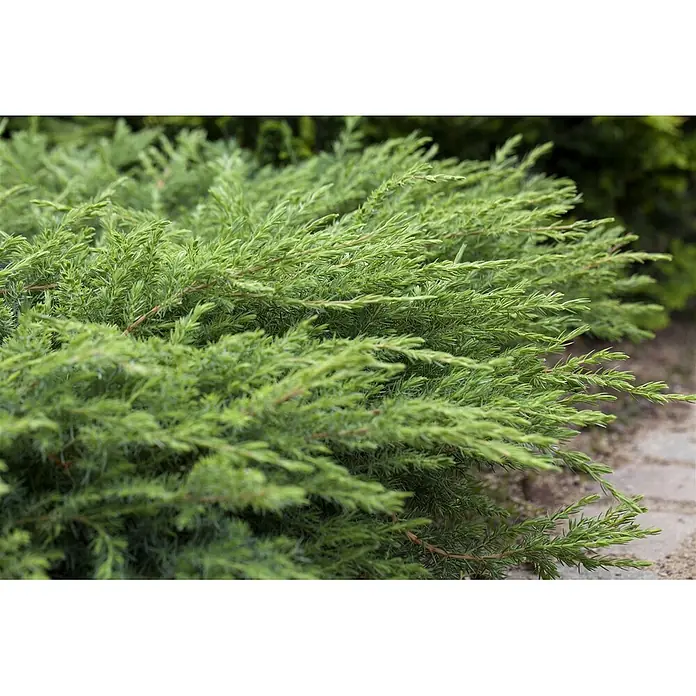 Pflanzen für dich Kriechwacholder 20-30 cm - Juniperus conferta 'Slager' - Ein üppiger, grüner immergrüner Strauch mit dichtem, nadelartigem Laub.