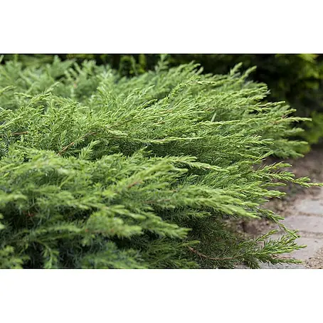 Pflanzen für dich  Kriechwacholder 20-30 cm