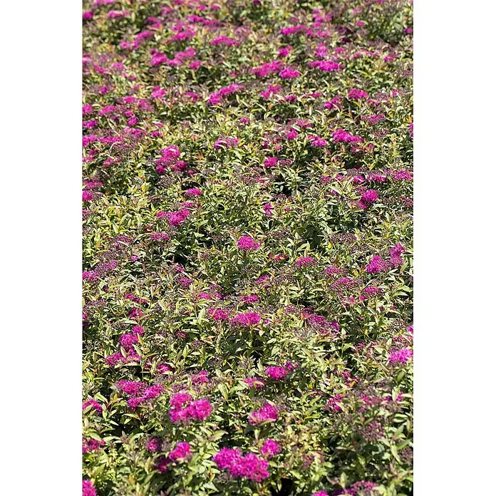 Pflanzen für dich Japanische Prachtspiere 15-20 cm - Spiraea japonica 'Anthony Waterer', Aktuelle Wuchshöhe: 15 cm - 20 cm - Dichtes Beet aus Sträuchern mit grünen Blättern und leuchtend pink-violetten Blüten.
