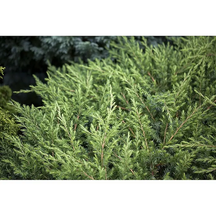 Pflanzen für dich Kriechwacholder 20-30 cm - Juniperus conferta 'Schlager' - Dichter, immergrüner Strauch mit hellgrünen, nadelartigen Blättern und schlanken rotbraunen Stielen.