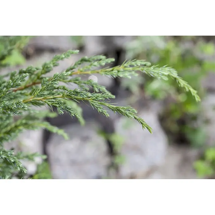 Pflanzen für dich Kriechwacholder 20-30 cm - Juniperus conferta 'Schlager' - Lebhafter grüner Wacholderzweig mit schuppenförmigen Blättern in natürlicher Umgebung.