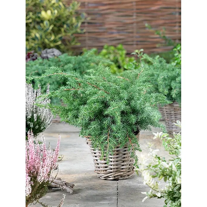 Pflanzen für dich Kriechwacholder 20-30 cm - Juniperus conferta 'Schlager' - Grüne Konifere in einem geflochtenen grauen Korb, auf einer Steinterrasse mit weiteren Pflanzen im Garten.