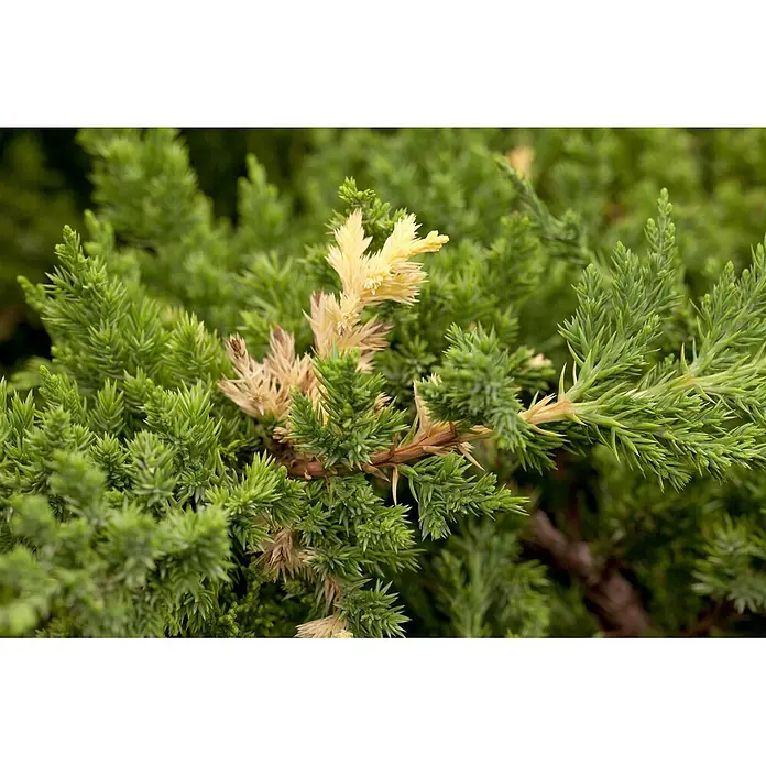 Pflanzen für dich Kriechwacholder 20-25 cm - Juniperus conferta 'Golden Wings' - Nahaufnahme eines Nadelstrauchs mit leuchtend grünen Nadeln und markanten gelben und braunen Nadelflächen.