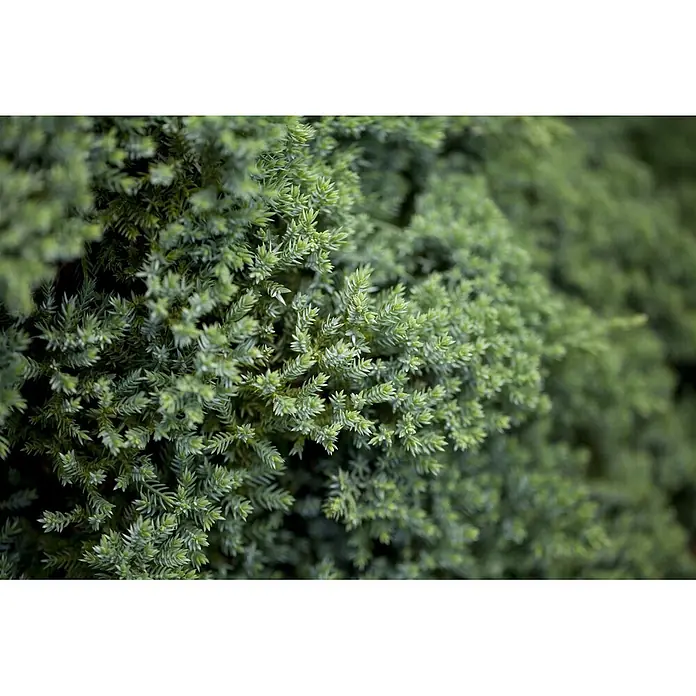 Pflanzen für dich Kriechwacholder 15-20 cm - Juniperus procumbens 'Nana' - Dichtes, leuchtend grünes Nadelwerk mit stacheliger Textur, teils scharf, teils unscharf.