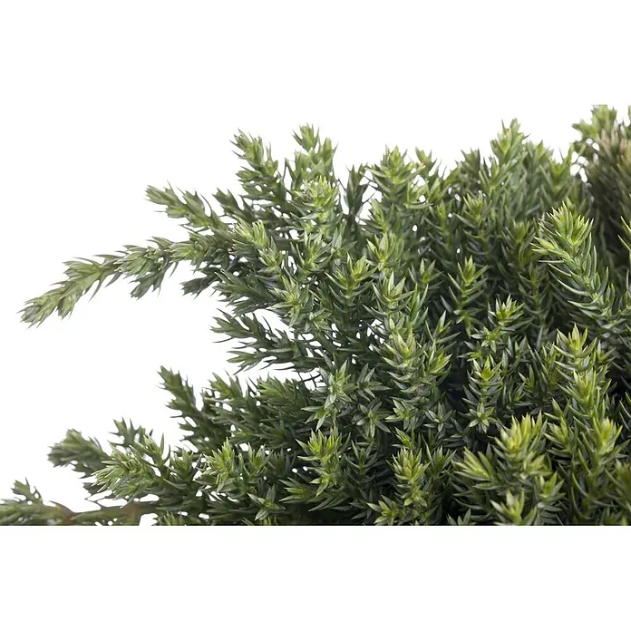 Pflanzen für dich Kriechwacholder 15-20 cm - Juniperus procumbens 'Nana' - Nahaufnahme von lebhaft grünem, stacheligem Nadelgehölz.