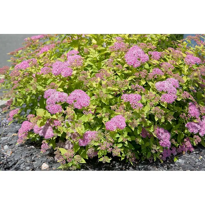 Pflanzen für dich Japanische Prachtspiere 30-40 cm - Spiraea japonica 'Double Play Big Bang', Aktuelle Wuchshöhe: 30 cm - 40 cm - Ein lebendiger Strauch mit rosa Blütenbüscheln und limettengrünen Blättern, gepflanzt in einem Beet mit dunklem Mulch.