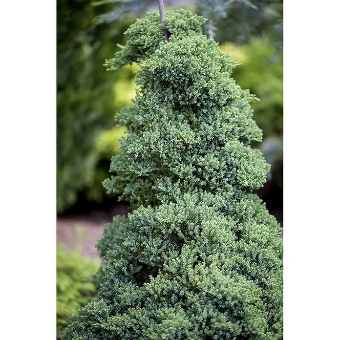 Pflanzen für dich Kriechwacholder 15-20 cm - Juniperus procumbens 'Nana' - Ein säulenförmiger, immergrüner Strauch mit dichtem, bläulich-grünem Laub in einem Garten.