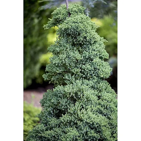 Pflanzen für dich  Kriechwacholder 20-25 cm