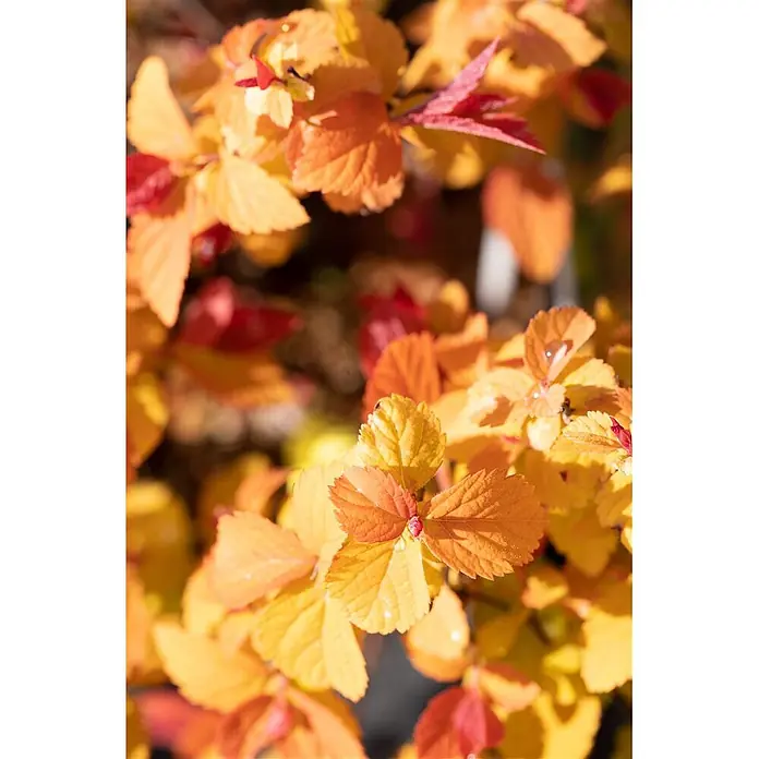 Pflanzen für dich Japanische Prachtspiere 30-40 cm - Spiraea japonica 'Double Play Big Bang', Aktuelle Wuchshöhe: 30 cm - 40 cm - Lebhaft orange und gelbe Blätter mit rötlichen Akzenten und Wassertropfen.