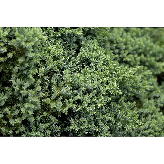 Pflanzen für dich Kriechwacholder 15-20 cm - Juniperus procumbens 'Nana' - Dichtes, leuchtend grünes Nadelgehölz mit kurzen, nadelartigen Blättern.