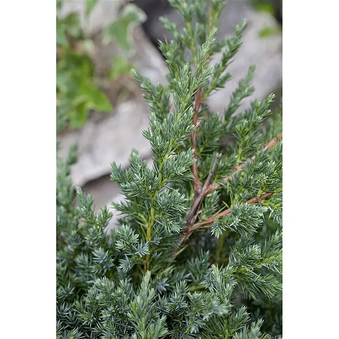Pflanzen für dich Kriechwacholder 15-20 cm - Juniperus procumbens 'Nana' - Nahaufnahme eines dichten, blaugrünen Nadelholzstrauchs mit stacheligen Nadeln und sichtbaren braunen Ästen.