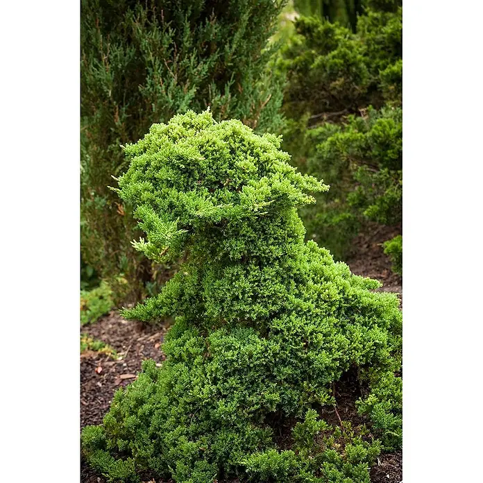Pflanzen für dich Kriechwacholder 15-20 cm - Juniperus procumbens 'Nana' - Grüner Formschnitt-Busch in Form eines Drachens oder Dinosauriers im Garten.