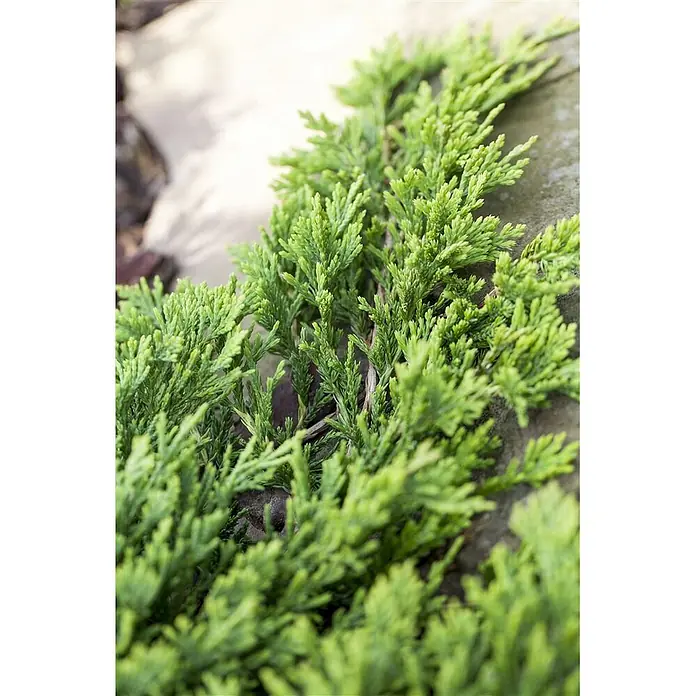 Pflanzen für dich Kriechwacholder 20-25 cm - Juniperus horizontalis 'Golden Carpet' - Lebhaft grünes, schuppenförmiges Nadelgehölz, möglicherweise Wacholder, vor verschwommenem Stein oder Beton.