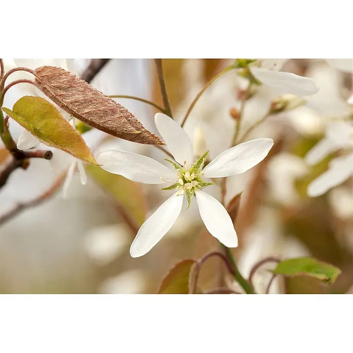 Pflanzen für dich Kupfer-Felsenbirne 60-100 cm - Amelanchier lamarckii - Weiße, sternförmige Blüte mit fünf Blütenblättern und hellgrüner Mitte, umrahmt von rötlich-braunen, behaarten und grünen Blättern.