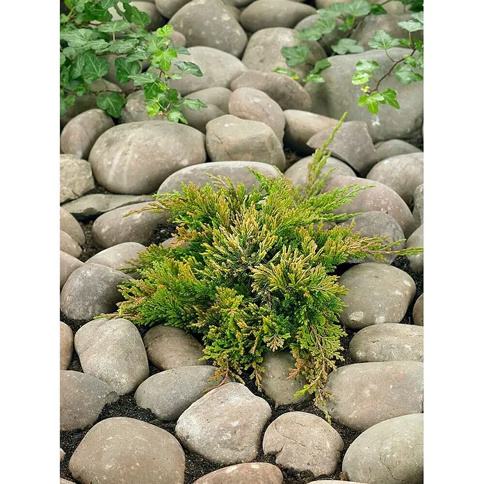 Pflanzen für dich Kriechwacholder 20-25 cm - Juniperus horizontalis 'Golden Carpet' - Zwerg-Wacholder in Grün-Gelb, gedeiht zwischen glatten Flusssteinen.