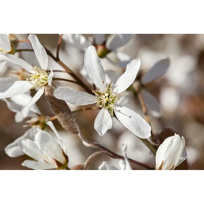 Pflanzen für dich Kupfer-Felsenbirne 60-100 cm - Amelanchier lamarckii - Nahaufnahme zarter weißer Blüten mit auffälligen Staubblättern an einem braunen, flaumigen Ast.