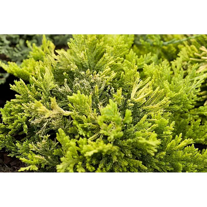 Pflanzen für dich Kriechwacholder 20-25 cm - Juniperus horizontalis 'Golden Carpet' - Nahaufnahme eines hellgrünen und gelb-grünen Nadelstrauchs mit dichtem, federartigem Laub.