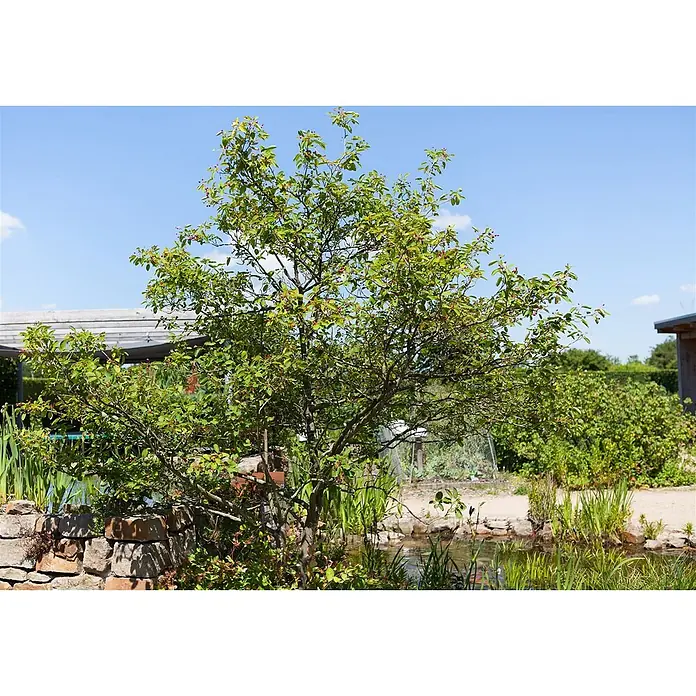Pflanzen für dich Kupfer-Felsenbirne 60-100 cm - Amelanchier lamarckii - Ein belaubter Baum mit kleinen Beeren steht an einem Gartenteich, umgeben von Grünpflanzen und Steinmauern.
