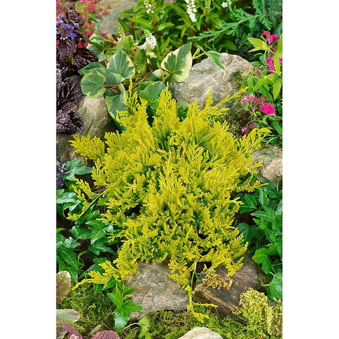 Pflanzen für dich Kriechwacholder 20-25 cm - Juniperus horizontalis 'Golden Carpet' - Leuchtend gelbgrüne Konifere, z.B. Zwergzypresse oder Wacholder, zwischen Steinen und Gartenpflanzen.