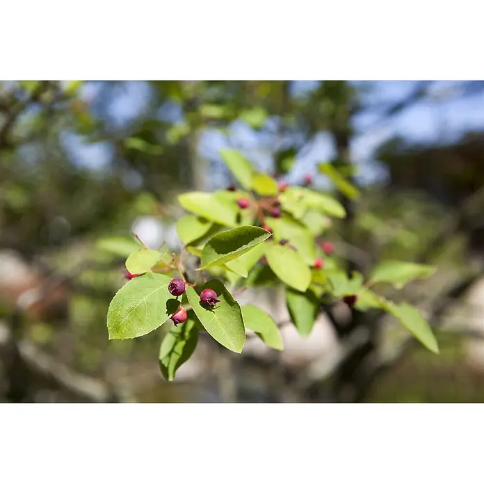 Pflanzen für dich Kupfer-Felsenbirne 60-100 cm - Amelanchier lamarckii - Nahaufnahme eines Pflanzenzweigs mit leuchtend grünen Blättern und sich entwickelnden rötlich-violetten Beeren.