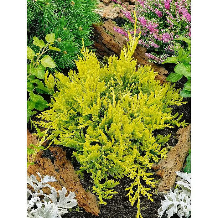 Pflanzen für dich Kriechwacholder 20-25 cm - Juniperus horizontalis 'Golden Carpet' - Ein leuchtend goldgelber Zwerg-Nadelbaum mit federartigem Laub, in einem Gartenbeet zwischen Rinde und anderen Pflanzen.
