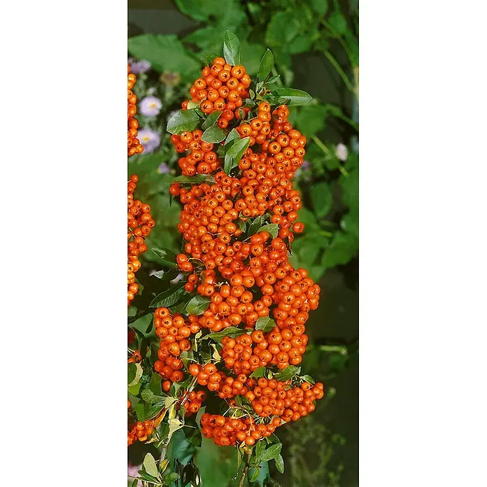 Pflanzen für dich Feuerdorn 40-60 cm - Pyracantha coccinea 'Orange Glow', 40 cm - 60 cm, Weiß - Strauch mit reichen Trauben kleiner, leuchtend oranger Beeren und grünen Blättern.