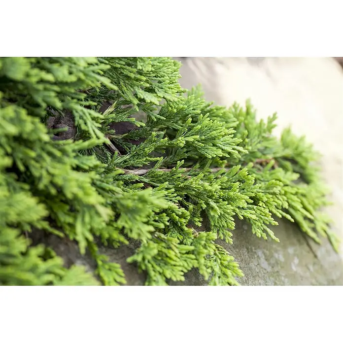 Pflanzen für dich Kriechwacholder 20-25 cm - Juniperus horizontalis 'Golden Carpet' - Üppiges grünes Nadelgehölz mit zarten, schuppenartigen Blättern.