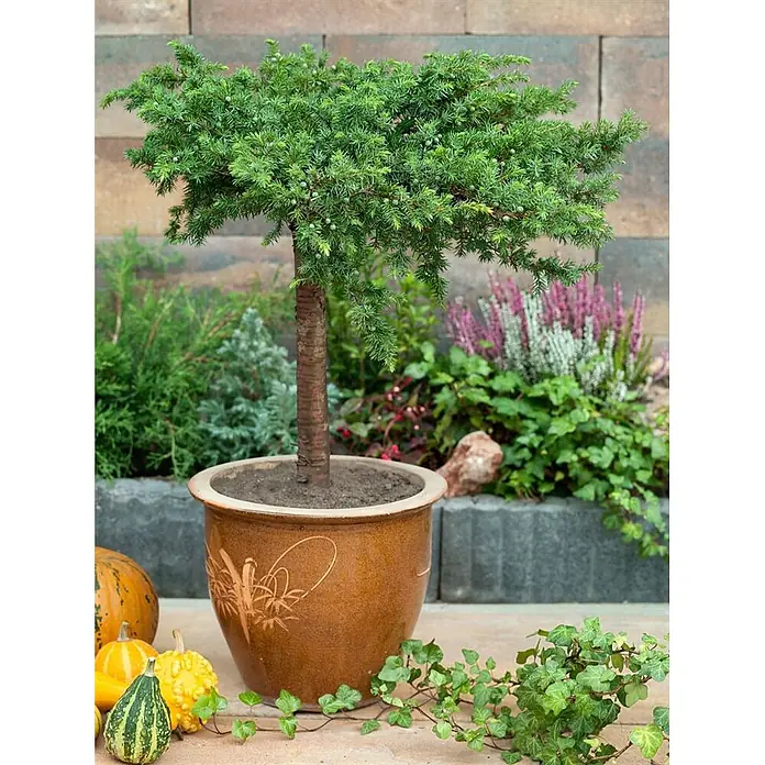Pflanzen für dich Kriechwacholder 20-30 cm - Juniperus conferta 'Slager' - Ein kleiner, grüner Nadelbaum in einem braunen Keramiktopf, draußen in einer Gartenumgebung.